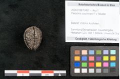 Foto (Objekt + Etikett) von Pleioclinis couchmani F.V. Mueller (NHMW-GEO-2024-0188-10467)